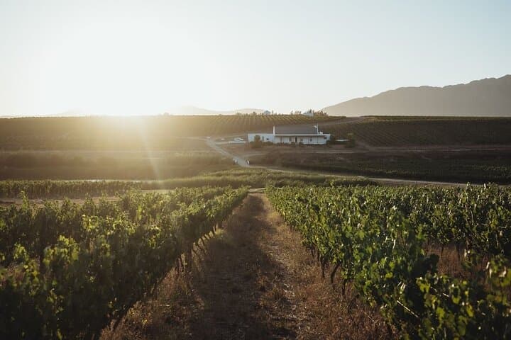 Secret Cellars Wine Tasting and Lunch in the Cape Winelands photo 5