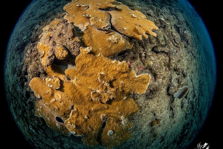 Experience Scuba in Puerto Rico — 2‑Hour Introductory Dive Lesson photo 3