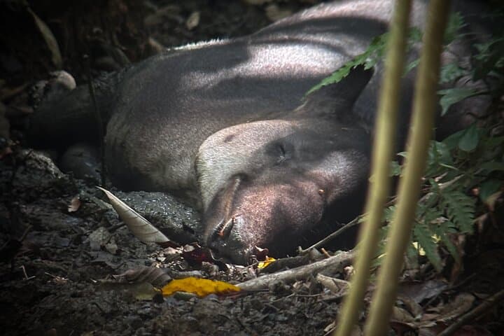 San Pedrillo Day Tour — Corcovado National Park Day Hike from Drake Bay photo 2