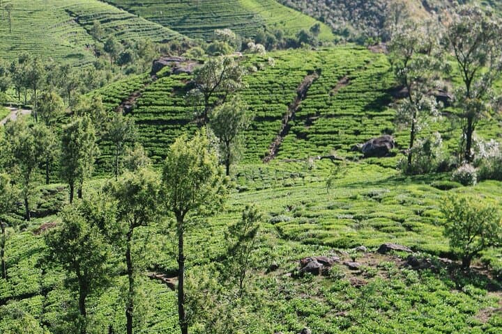 Day Trip to Ella: Nine Arch Bridge, Little Adam's Peak & Ravana Falls from Galle photo 6