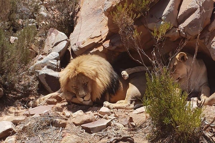 Sunset Game Drive to Aquila Game Reserve from Cape Town — Big Five Safari photo 4