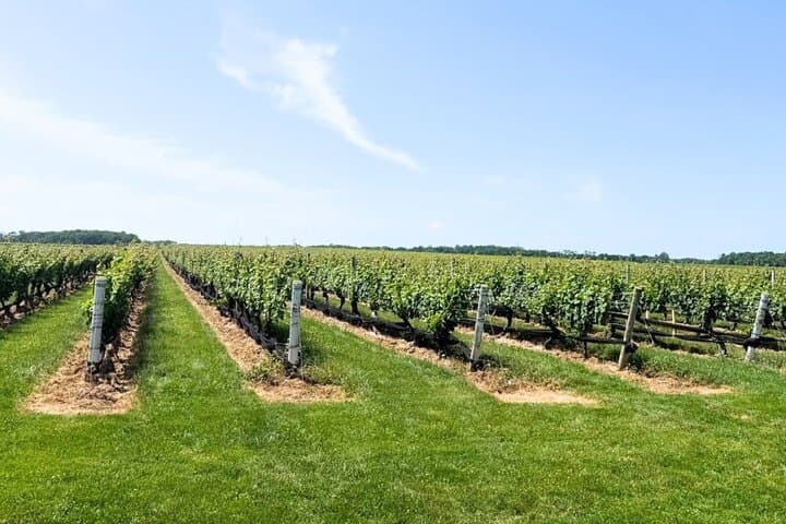 Private Luxury Wine Tour of Long Island's North Fork — Pindar, Raphael & Lenz photo 4