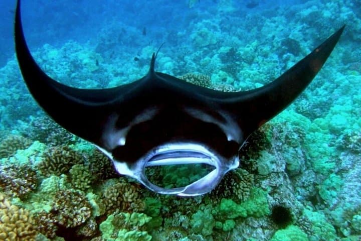 Kona Manta Ray Night Snorkel: Swim With Giant Oceanic Mantas photo 4