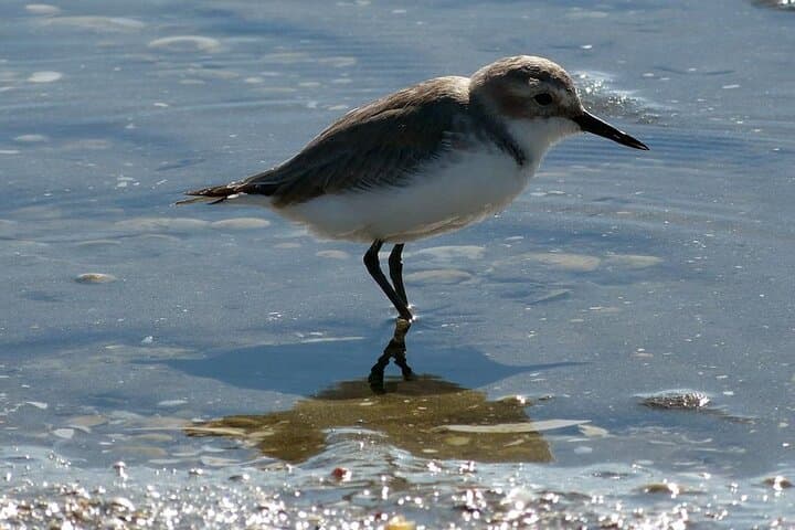 Auckland Birdwatching & Hunua Falls Hiking Private Tour photo 3