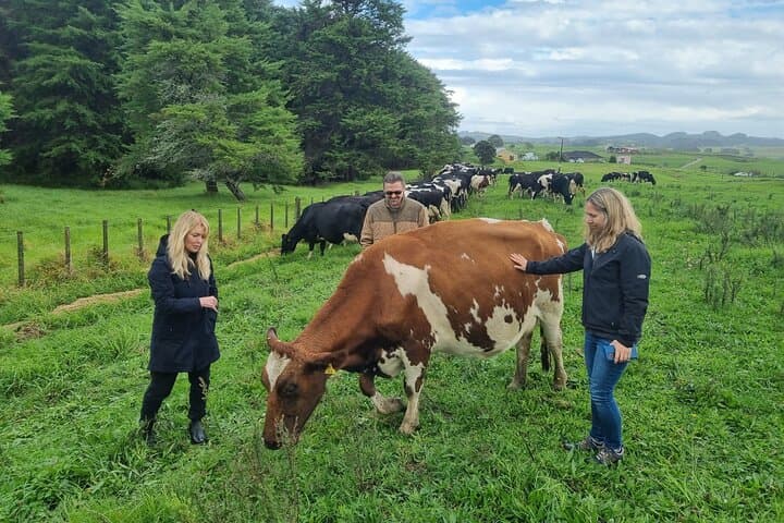 Private Sheep & Beef Farm Tour near Auckland — Live Shearing & Dog Herding photo 2