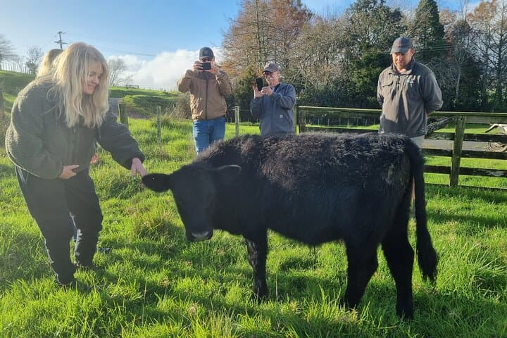 Private Sheep & Beef Farm Tour near Auckland — Live Shearing & Dog Herding photo 5