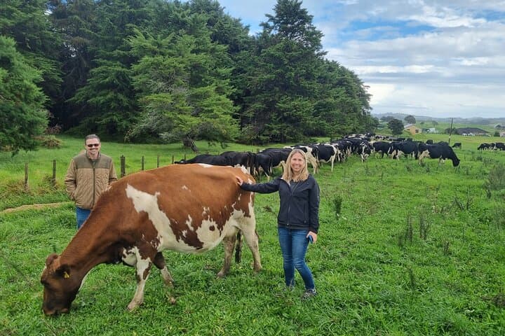 Private Sheep & Beef Farm Tour near Auckland — Live Shearing & Dog Herding photo 3