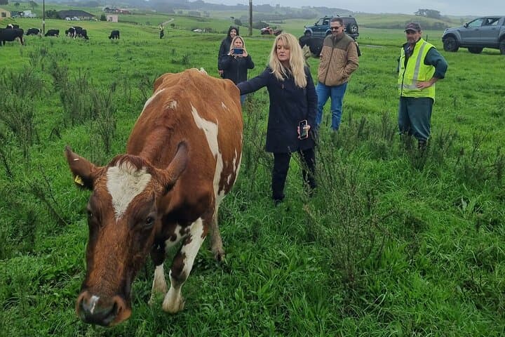 Private Sheep & Beef Farm Tour near Auckland — Live Shearing & Dog Herding photo 4