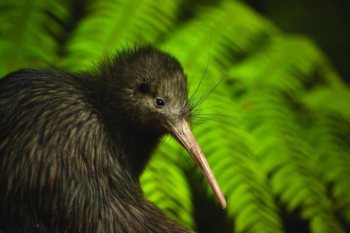Twilight Kiwi Encounter at Tāwharanui: Private Night Walk & Matakana Dinner photo 2