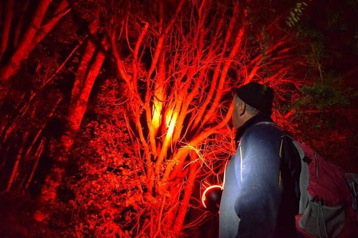 Twilight Kiwi Encounter at Tāwharanui: Private Night Walk & Matakana Dinner photo 4