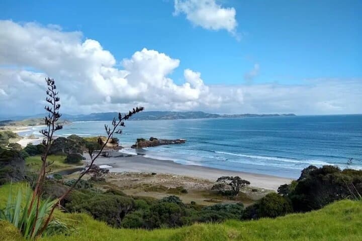 Twilight Kiwi Encounter at Tāwharanui: Private Night Walk & Matakana Dinner photo 6