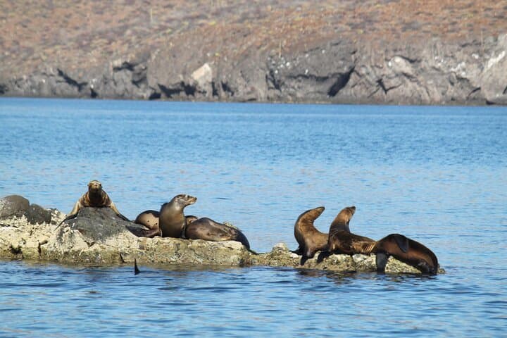 Snorkel with Sea Lions at Balandra Beach: Full-Day Catamaran from Los Cabos