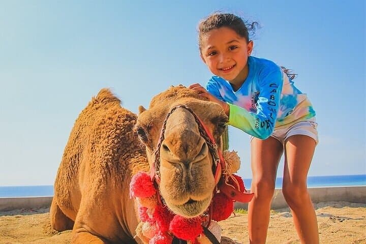 Cabo Camel Ride: Pacific Beach Safari with Tequila & Oceanfront Buffet photo 4