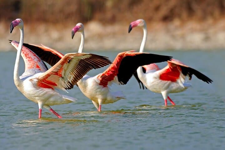 Sunset Boat Tour to See Flamingos and Scarlet Ibis in Trinidad’s Caroni Swamp