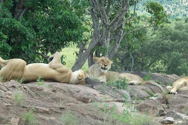 Exploring Kenya’s Maasai Mara: A Multi-Day Safari Adventure to the Big Five and Beyond photo 2