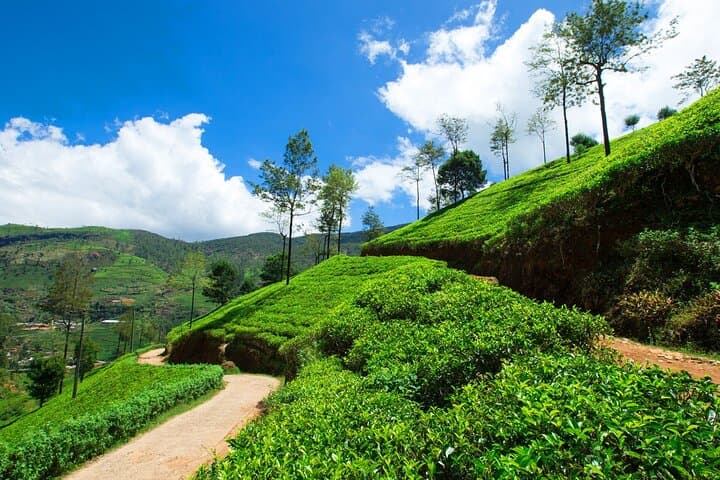 Weekend in Munnar: 2-Day Tea Gardens, Waterfalls & Eravikulam Escape from Madurai photo 3