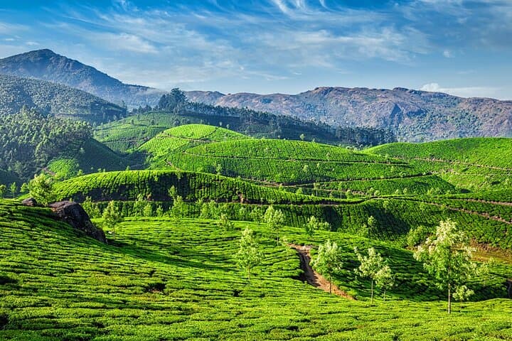 Weekend in Munnar: 2-Day Tea Gardens, Waterfalls & Eravikulam Escape from Madurai photo 5