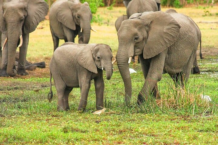 Weekend in Munnar: 2-Day Tea Gardens, Waterfalls & Eravikulam Escape from Madurai photo 6