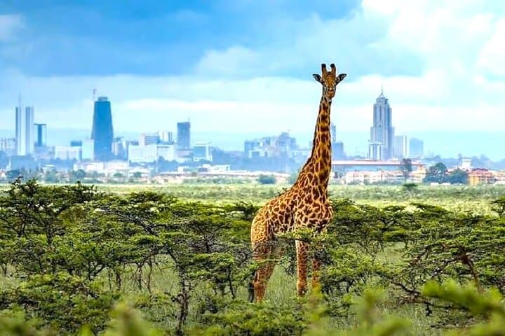 Explore Nairobi National Park and Giraffe Center: A Unique Urban Wildlife Adventure