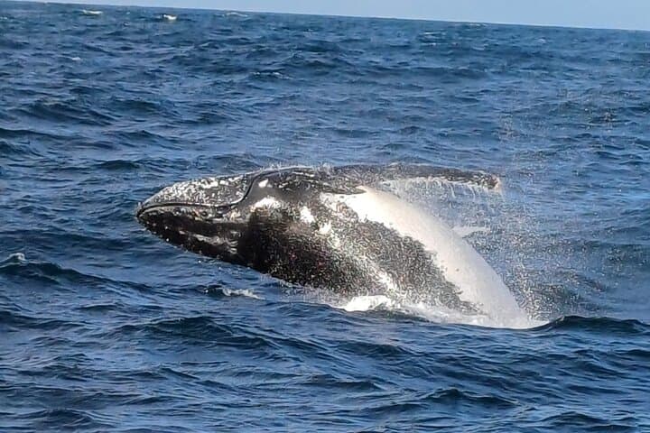 Hermanus Whale Watching from Cape Town: Full-Day Coastal Wildlife Tour photo 1