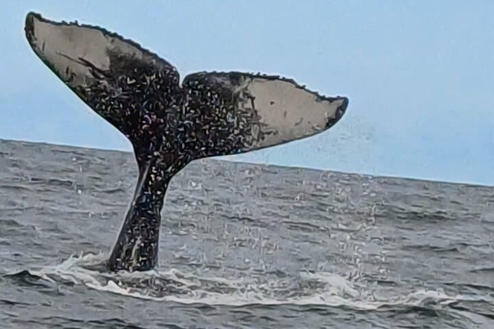 Hermanus Whale Watching from Cape Town: Full-Day Coastal Wildlife Tour photo 4