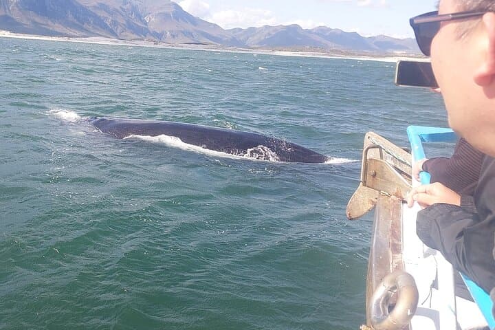 Hermanus Whale Watching from Cape Town: Full-Day Coastal Wildlife Tour photo 3
