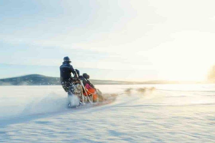 Kemijärvi Husky Self-Drive Safari — 5km Arctic Dog-Sled Experience