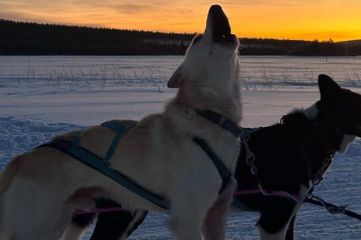 Kemijärvi Husky Self-Drive Safari — 5km Arctic Dog-Sled Experience photo 2