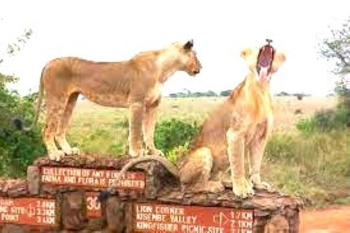 Explore Nairobi National Park and Giraffe Center: A Unique Urban Wildlife Adventure photo 2
