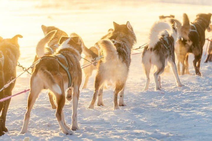 Kemijärvi Husky Self-Drive Safari — 5km Arctic Dog-Sled Experience photo 3
