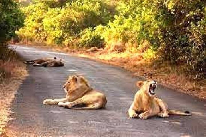 Explore Nairobi National Park and Giraffe Center: A Unique Urban Wildlife Adventure photo 3