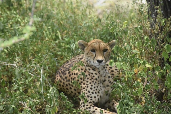 3-Day Serengeti & Ngorongoro Safari: Chase the Big Five photo 1