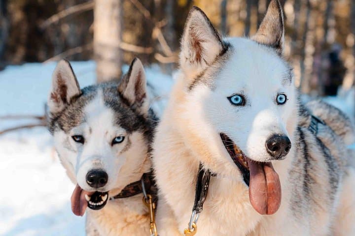 Kemijärvi Husky Self-Drive Safari — 5km Arctic Dog-Sled Experience photo 4