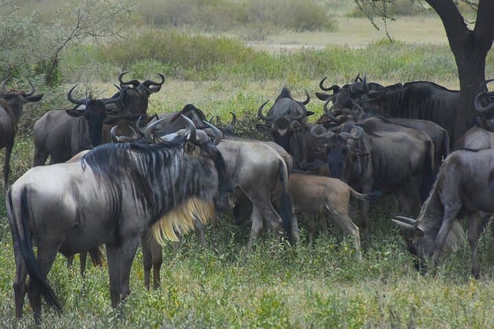 3-Day Serengeti & Ngorongoro Safari: Chase the Big Five photo 2
