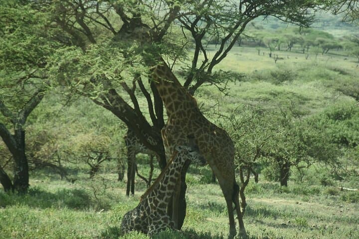 3-Day Serengeti & Ngorongoro Safari: Chase the Big Five photo 3