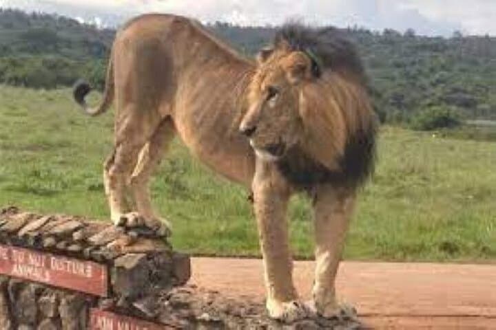 Explore Nairobi National Park and Giraffe Center: A Unique Urban Wildlife Adventure photo 4
