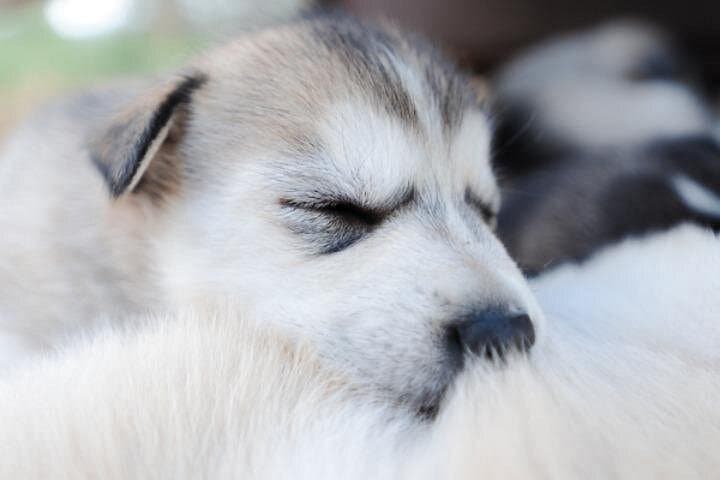 Kemijärvi Husky Self-Drive Safari — 5km Arctic Dog-Sled Experience photo 5