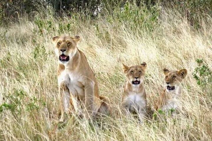 Explore Nairobi National Park and Giraffe Center: A Unique Urban Wildlife Adventure photo 5