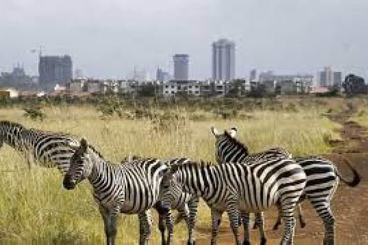 Explore Nairobi National Park and Giraffe Center: A Unique Urban Wildlife Adventure photo 6