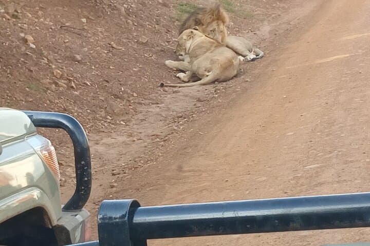 Urban Safari Adventure: Exploring Nairobi National Park in a Private 4x4 Jeep photo 3