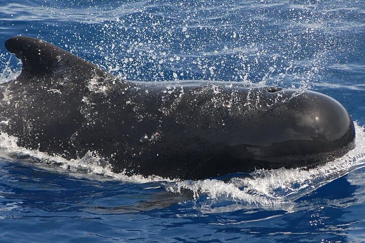 Luxury Sailboat Whale Watching in Costa Adeje — 3-Hour Teno-Rasca Excursion photo 4