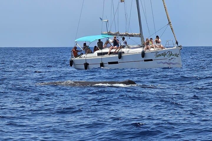 Luxury Sailboat Whale Watching in Costa Adeje — 3-Hour Teno-Rasca Excursion