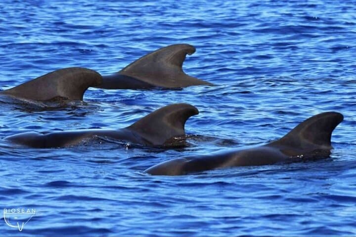 Luxury Sailboat Whale Watching in Costa Adeje — 3-Hour Teno-Rasca Excursion photo 6