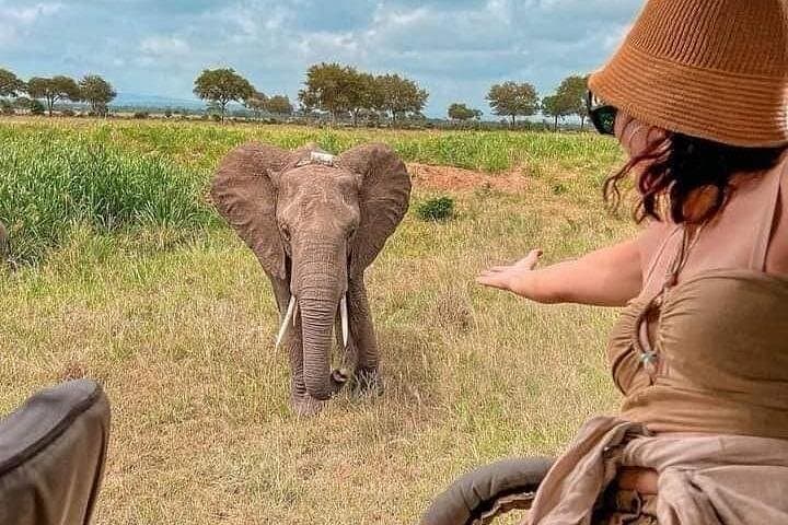Short & Sweet 4-Day Safari: Tarangire and Ngorongoro Crater Wildlife photo 1