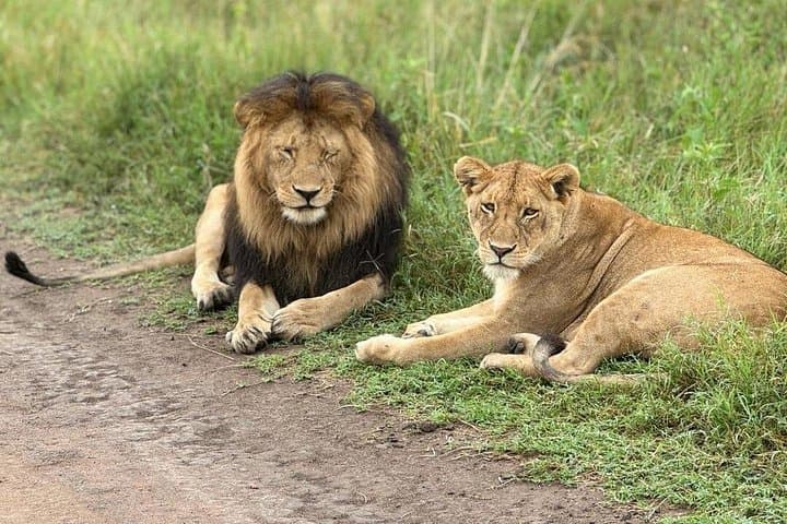 Short & Sweet 4-Day Safari: Tarangire and Ngorongoro Crater Wildlife photo 2