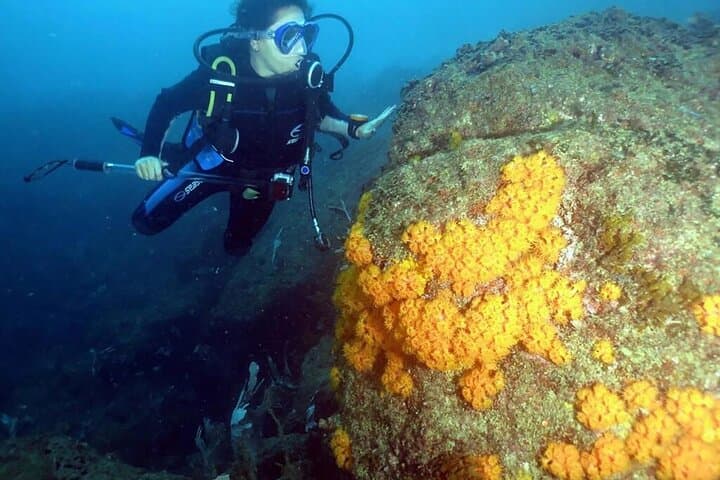 Scuba Diving in Angra dos Reis: Ilha Grande Day Boat Dives photo 6