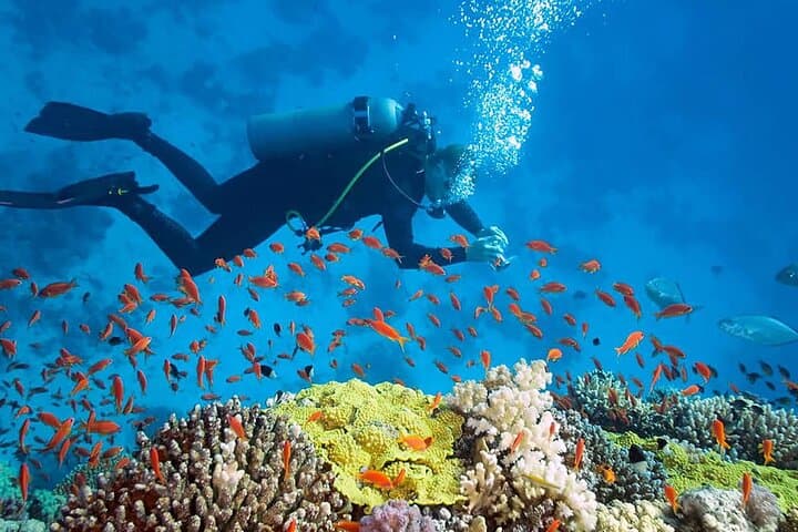 Scuba Diving in Angra dos Reis: Ilha Grande Day Boat Dives