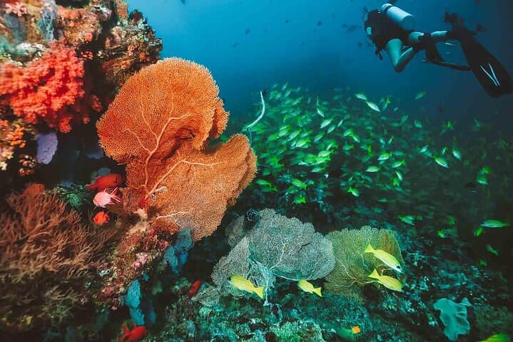 Diving in Angra dos Reis: Crystal-Clear Boat Dives for Beginners & Certified Divers