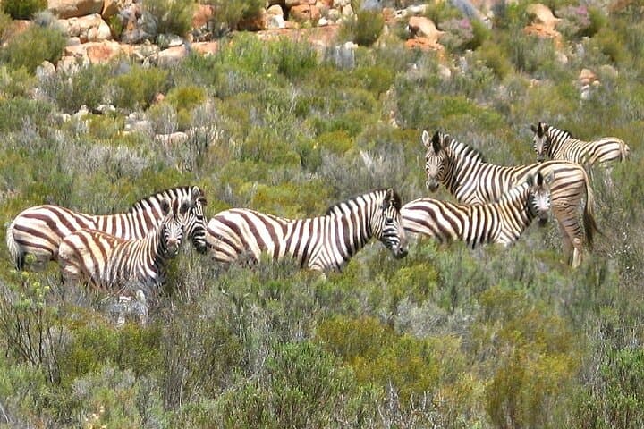 From Cape Town: Dekkersvlei Wine Tasting and Sunset Game Drive at Aquila Reserve photo 2