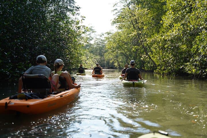 Pedal Kayak the Damas Mangroves: 3-Hour Wildlife Tour from Quepos photo 4